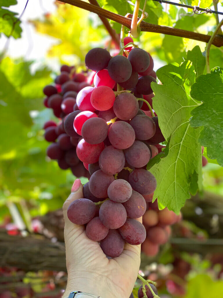 Table grapes in Jasmine Vinyards