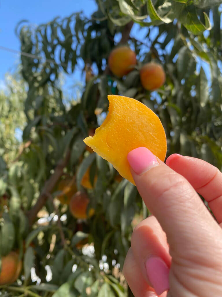 Peach Bite in Orchard